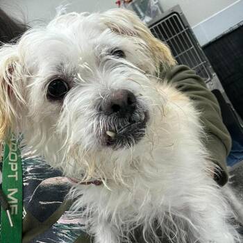 Eliana -  Mixed Breed Dog for Adoption in Fredericksburg, Virginia - Eliana | PetCurious
