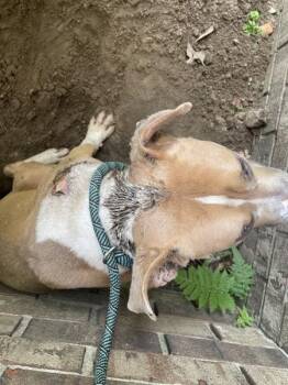 Jasper -  Pit Bull Terrier Dog for Adoption in Mobile, Alabama - Jasper | PetCurious