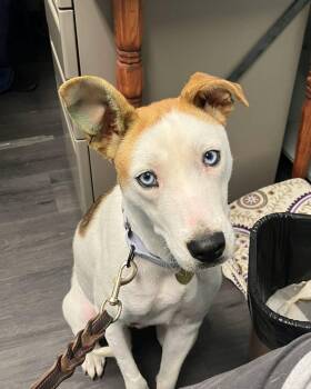 Freckles -  Shepherd and Cattle Dog Dog for Adoption in Crescent City, California - Freckles | PetCurious
