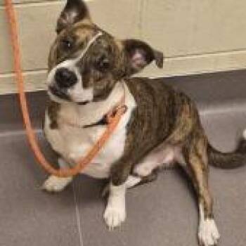 Spider -  Pit Bull Terrier and Cardigan Welsh Corgi Dog for Adoption in Norman, Oklahoma - Spider | PetCurious