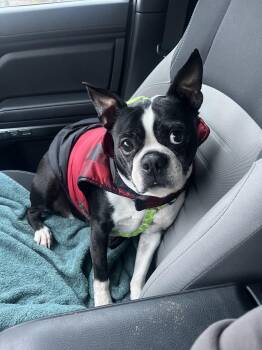 Boston Terrier Dogs Available for Adoption - Beaux | PetCurious