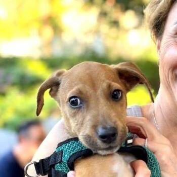 Mixed Breed Dogs Available for Adoption - Shiva (20260219-07) | PetCurious