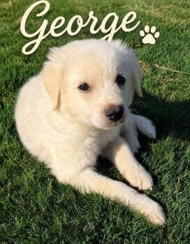 George -  Great Pyrenees Dog for Adoption in Columbia, Maryland - George | PetCurious