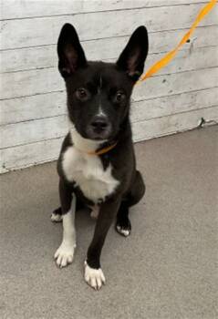 Rescue Canaan Dog and Mixed Breed Dogs for Adoption in San Bernardino, California - STITCH | PetCurious