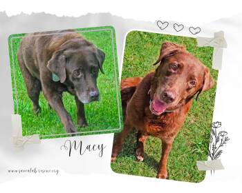 Macy -  Labrador Retriever and Chocolate Labrador Retriever Dog for Adoption in Middletown, Rhode Island - Macy | PetCurious
