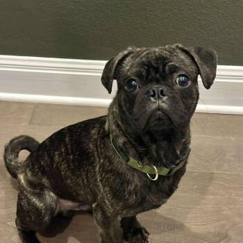 Pug and French Bulldog Dogs Available for Adoption - Xavi | PetCurious