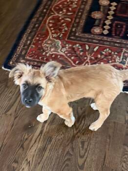Coolflames -  Terrier and Australian Shepherd Dog for Adoption in Fort Lupton, Colorado - Coolflames | PetCurious