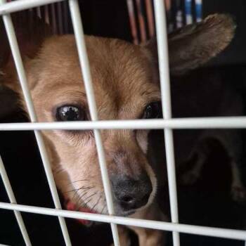 Mixed Breed Dogs Available for Adoption in Davenport, Iowa - Floyd Joe | PetCurious