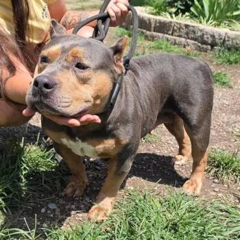 Ruby stray hold 8/11 -  Mixed Breed Dog for Adoption in Huntington, West Virginia - Ruby Stray Hold 8/11 | PetCurious