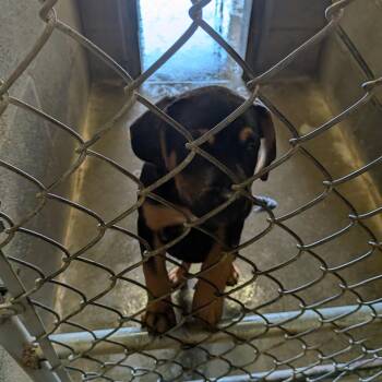 Mariposa -  Pit Bull Terrier Dog for Adoption in Hermiston, Oregon - Mariposa | PetCurious