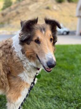 Shep -  Rough Collie Dog for Adoption in Fruit Heights, Utah - Shep | PetCurious