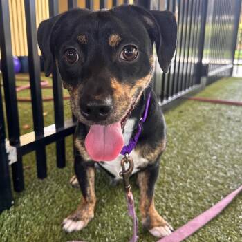 Amelio -  Jack Russell Terrier Dog for Adoption in West Palm Beach, Florida - Amelio | PetCurious