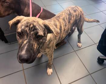 Rescue Mixed Breed Dogs for Adoption in Nashville, Tennessee - Asami | PetCurious