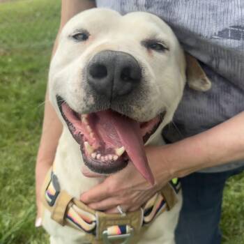 American Staffordshire Terrier Dogs Available for Adoption in Scroggins, Texas - Beaux | PetCurious