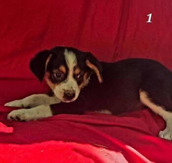 Converse -  Siberian Husky and Beagle Dog for Adoption in New Baltimore, Michigan - Converse | PetCurious