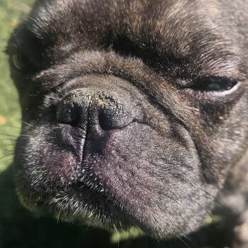 AYO -  French Bulldog Dog for Adoption in New York, New York - AYO | PetCurious