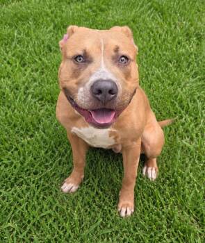 American Bully Dogs Available for Adoption in Las Vegas, Nevada - Calvin | PetCurious