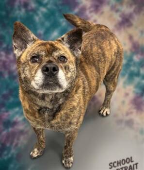 STUNNING HONEY -  Australian Shepherd and Pit Bull Terrier Dog for Adoption in Peoria, Illinois - STUNNING HONEY | PetCurious