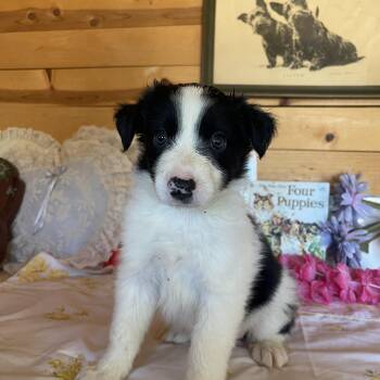 Shelby -  Border Collie Dog for Adoption in Vacaville, California - Shelby | PetCurious