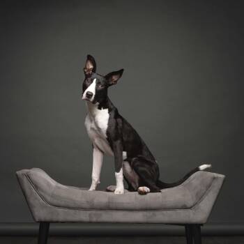 Mayo -  Bull Terrier Dog for Adoption in Fort Worth, Texas - Mayo | PetCurious