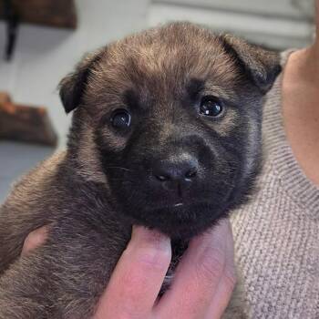 Goody -  German Shepherd Dog and Mixed Breed Dog Available for Adoption in Buellton, California - Goody | PetCurious