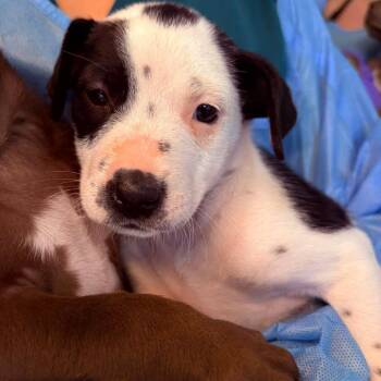 Adelina -  Mixed Breed Dog for Adoption in Huntington, West Virginia - Adelina | PetCurious