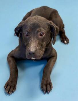 Labrador Retriever and Mixed Breed Dogs Available for Adoption in Bowling Green, Kentucky - Penny | PetCurious