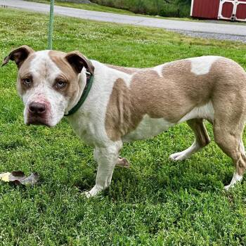 Skye -  Pit Bull Terrier Dog for Adoption in Warrensburg, Missouri - Skye | PetCurious