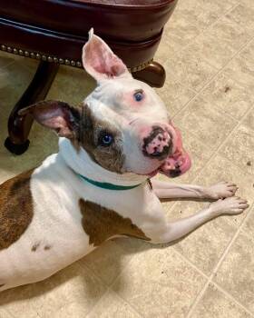 Kahlua -  Pit Bull Terrier Dog for Adoption in Pleasure Rdge, Kentucky - Kahlua | PetCurious