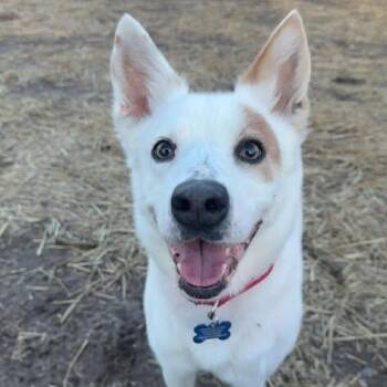 Canaan Dog and Australian Cattle Dog Blue Heeler Dogs Available for Adoption - Annabelle | PetCurious