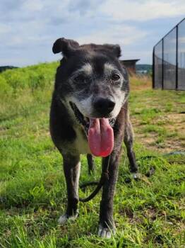 CECE -  Labrador Retriever and Mixed Breed Dog for Adoption in Atlanta, Georgia - CECE | PetCurious