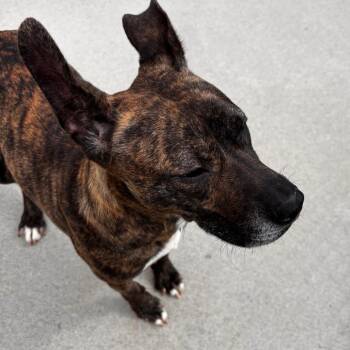 Pit Bull Terrier Dogs Available for Adoption in Matteson, Illinois - Lu-Lu | PetCurious