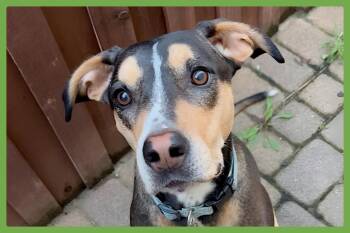 Hound and Labrador Retriever Dogs Available for Adoption - Marley | PetCurious