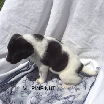 Pinenut -  Mixed Breed Dog for Adoption in Calgary, Alberta - Pinenut | PetCurious