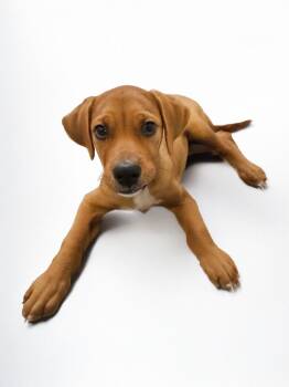 Rescue Labrador Retriever and Hound Dogs for Adoption in Scottsdale, Arizona - Scottsdale | PetCurious