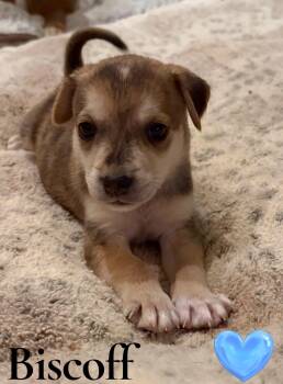 Biscoff -  Puggle and Beagle Dog for Adoption - Biscoff | PetCurious