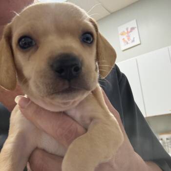 Halle -  Beagle and Chihuahua Dog for Adoption in Normal, Illinois - Halle | PetCurious