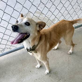 Taco -  Chihuahua Dog for Adoption in Albany, Missouri - Taco | PetCurious