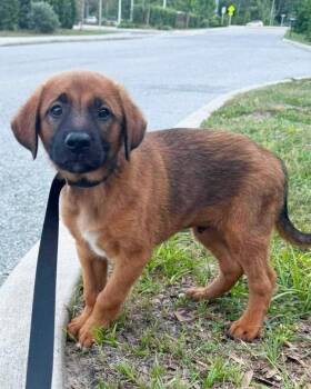 Maverick -  Labrador Retriever Dog for Adoption in Clearwater, Florida - Maverick | PetCurious