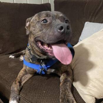 Rescue Boxer and Mixed Breed Dogs for Adoption in Washington, District Of Columbia - Twix (adopted Name: Roscoe) | PetCurious
