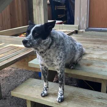 Bentley -  Australian Cattle Dog Blue Heeler Dog for Adoption in Lenexa, Kansas - Bentley | PetCurious