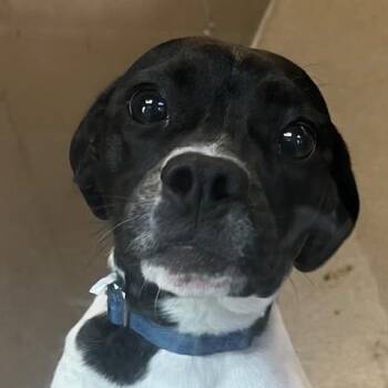 English Springer Spaniel and Boston Terrier Dogs Available for Adoption - Jazzy | PetCurious