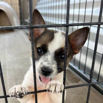 That -  Mixed Breed Dog for Adoption in Moab, Utah - That | PetCurious