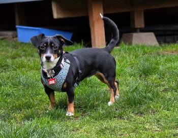 Mixed Breed Dogs Available for Adoption - Ellie | PetCurious