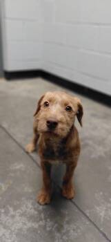 Mixed Breed Dogs Available for Adoption in Henderson, North Carolina - Beth | PetCurious