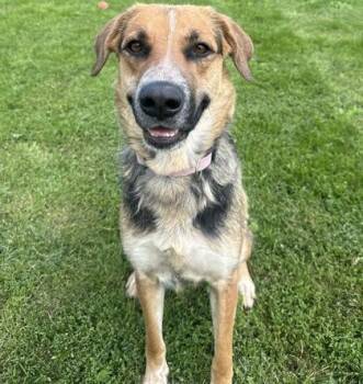 Mae -  Mixed Breed Dog for Adoption in Dubuque, Iowa - Mae | PetCurious