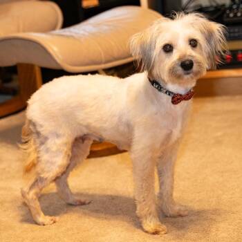 Lollipop -  Terrier Dog for Adoption in Santa Fe, Texas - Lollipop | PetCurious