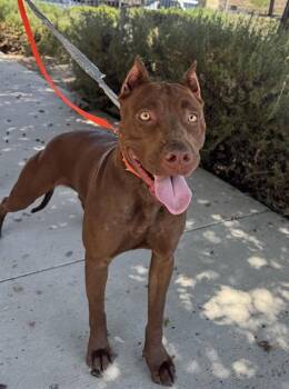 AURORA -  Pit Bull Terrier Dog for Adoption in Riverside, California - AURORA | PetCurious