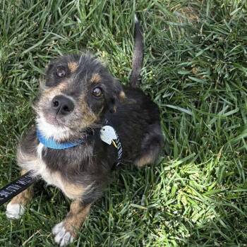 Black Mouth Cur and German Wirehaired Pointer Dogs Available for Adoption in St. Louis, Missouri - PEPSI | PetCurious