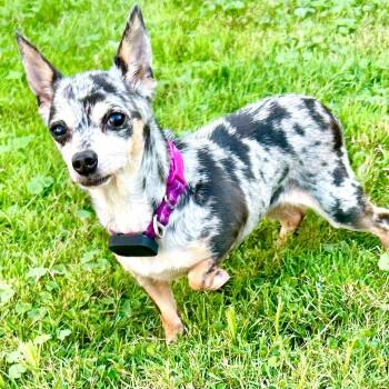 Millie -  Chihuahua Dog for Adoption in Brockport, New York - Millie | PetCurious